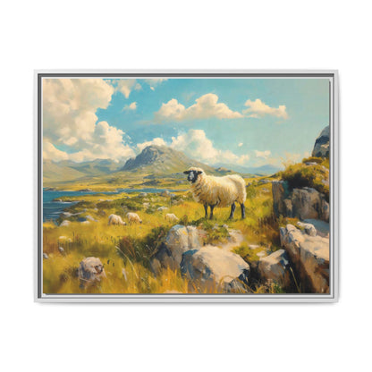 Black Faced Sheep on Hill