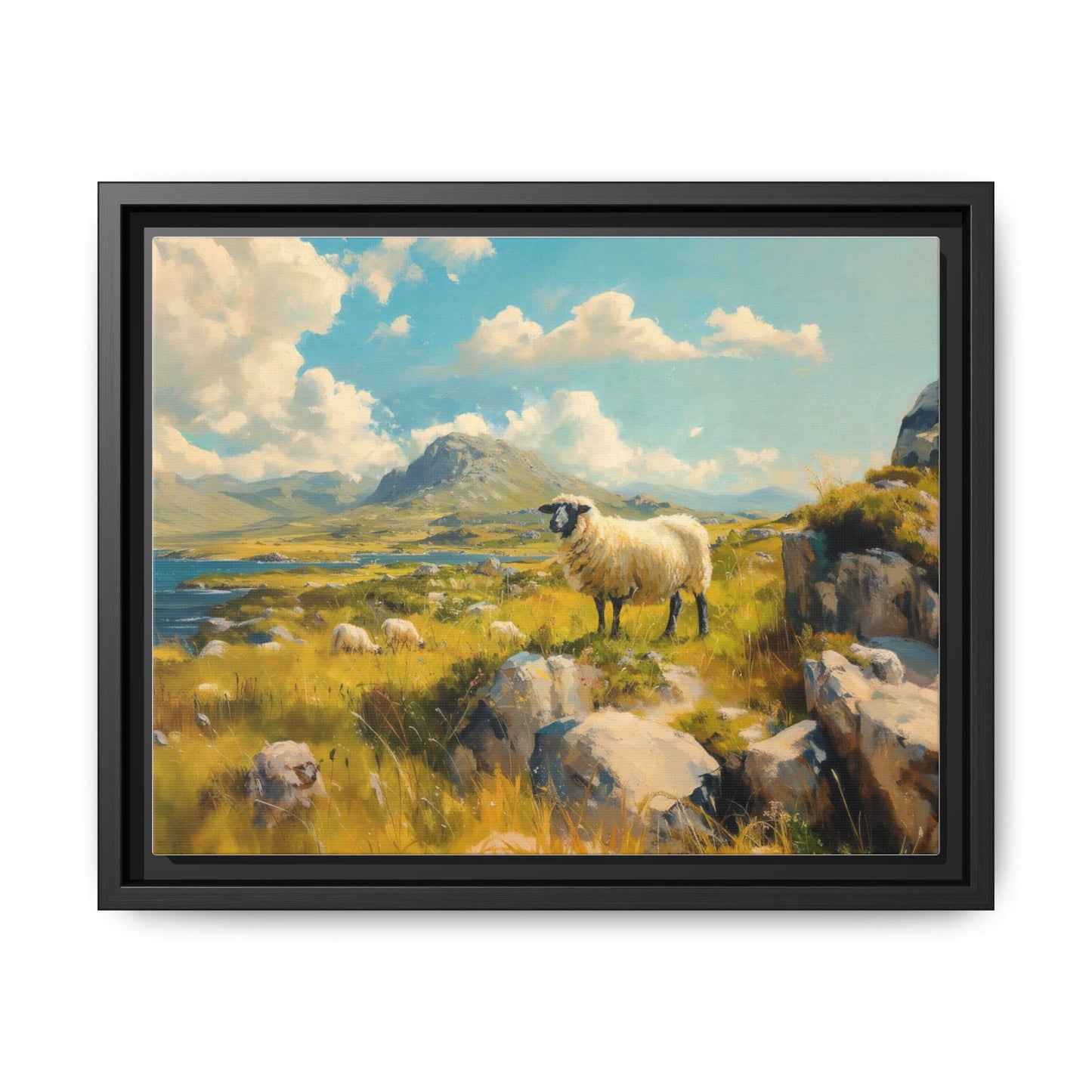 Black Faced Sheep on Hill