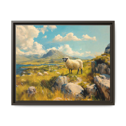 Black Faced Sheep on Hill