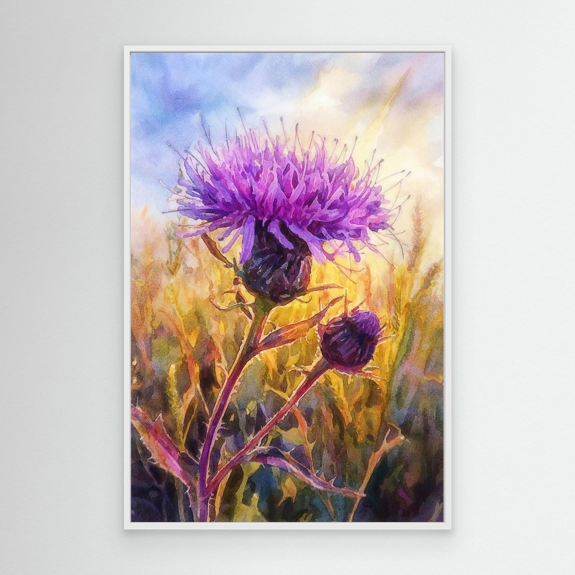 Common Knapweed